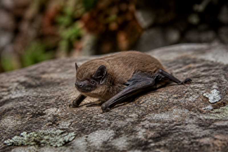 Image of a Watts's Pipistrelle in its natural habitat