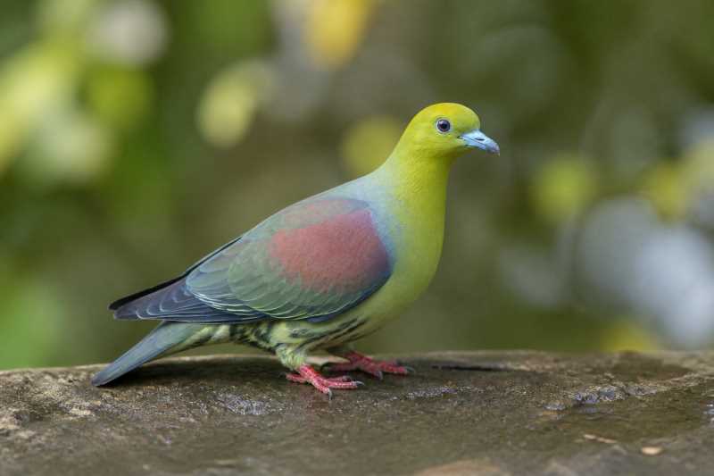 Image of a Wedge-tailed Green Pigeon in its natural habitat