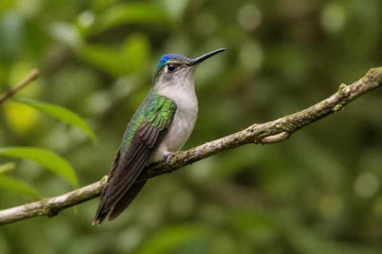 Image of a Wedge-tailed Sabrewing in its natural habitat
