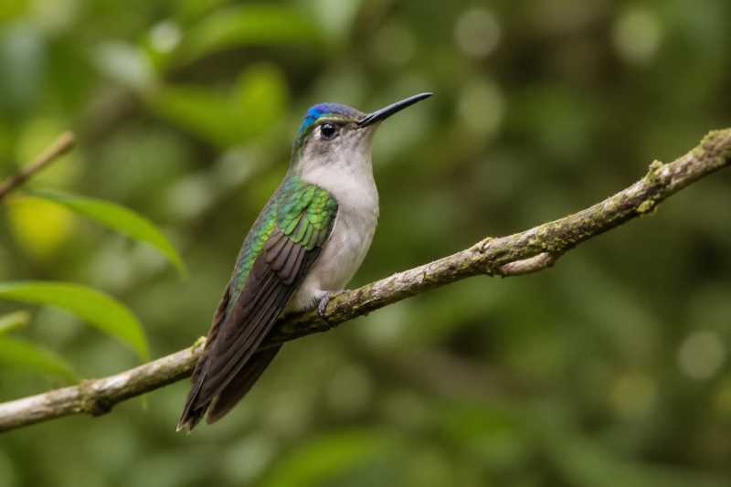 Image of a Wedge-tailed Sabrewing in its natural habitat