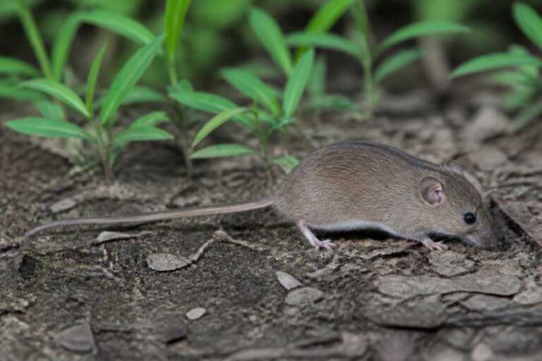 Image of a West African Pygmy Mouse in its natural habitat