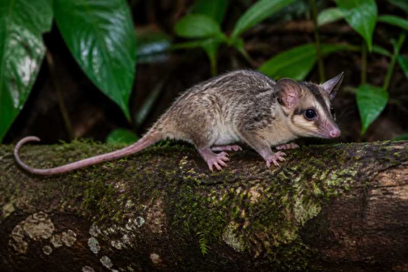 Image of a Western Amazonian Mouse Opossum in its natural habitat