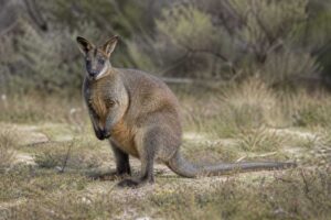 Image of a Western Brush Wallaby in its natural habitat