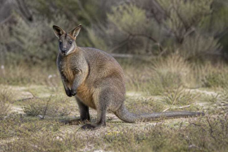 Image of a Western Brush Wallaby in its natural habitat