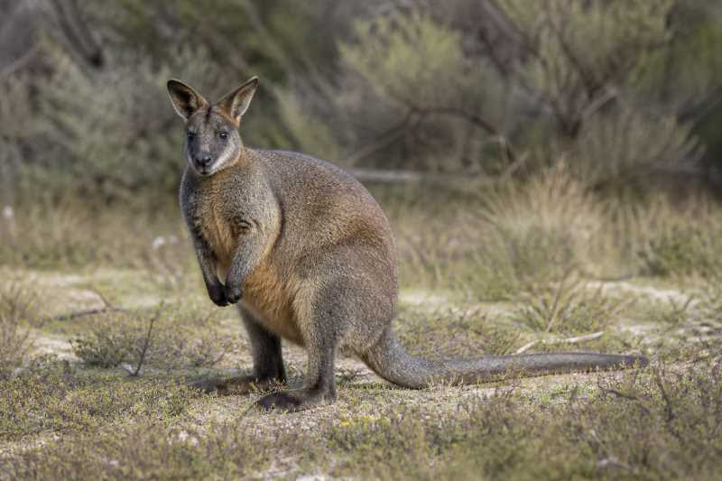 Image of a Western Brush Wallaby in its natural habitat