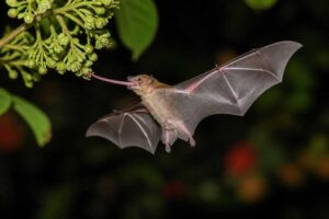 Image of a Western Long-tongued Bat in its natural habitat