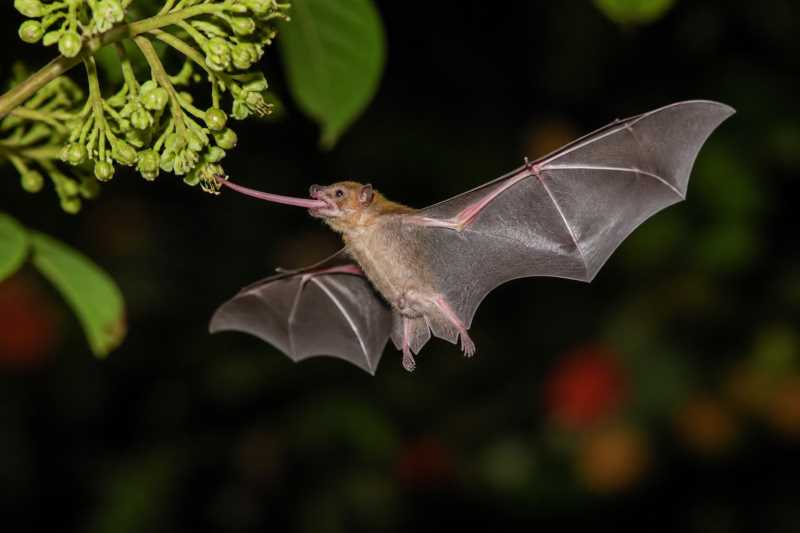Image of a Western Long-tongued Bat in its natural habitat