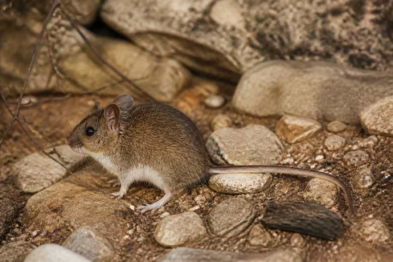 Image of a Western Pebble Mouse in its natural habitat