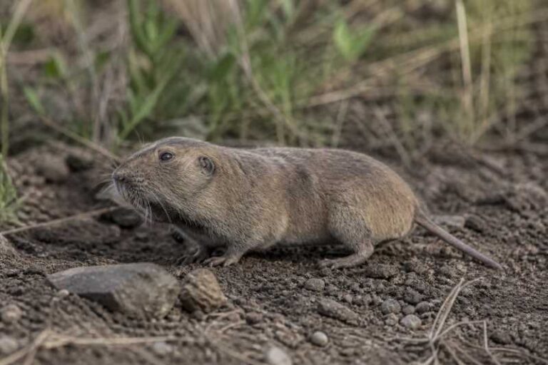 Image of a Western Pocket Gopher in its natural habitat