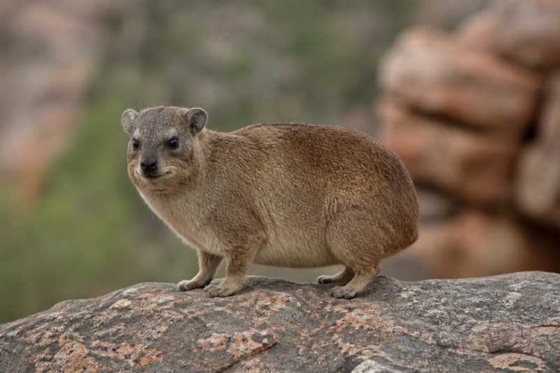 Image of a Western Tree Hyrax in its natural habitat