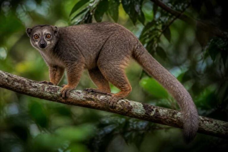Image of a Western Woolly Lemur in its natural habitat