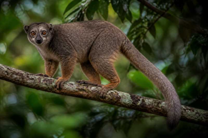 Image of a Western Woolly Lemur in its natural habitat