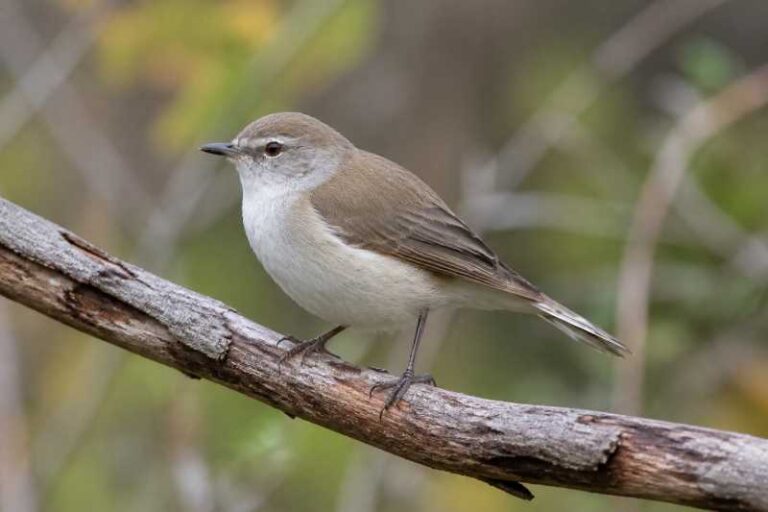 Image of a Western Gerygone in its natural habitat