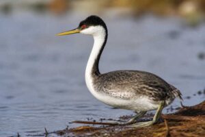 Image of a Western Grebe in its natural habitat