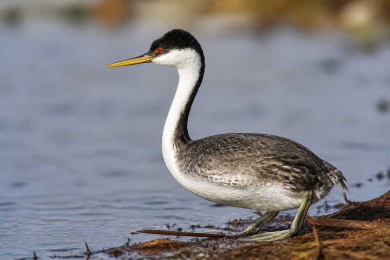 Image of a Western Grebe in its natural habitat