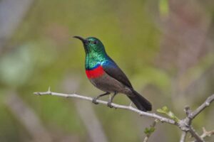 Image of a Western Miombo Sunbird in its natural habitat