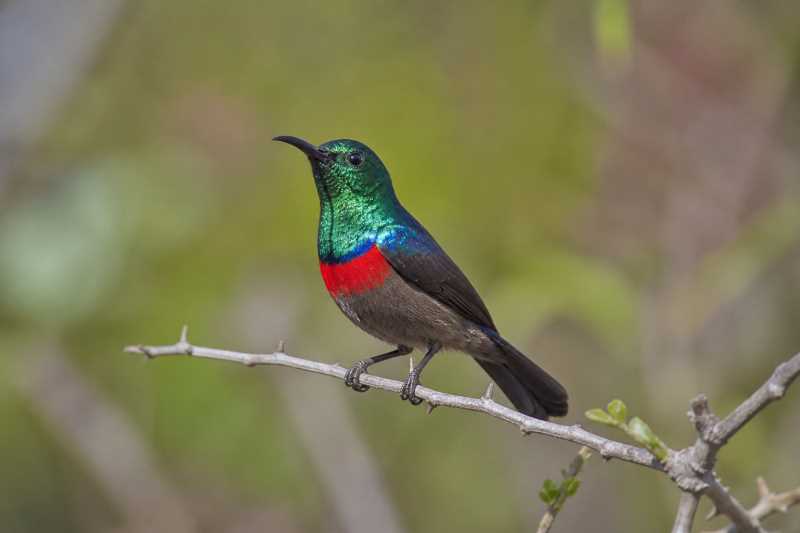 Image of a Western Miombo Sunbird in its natural habitat