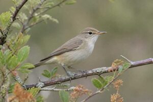 Image of a Western Olivaceous Warbler in its natural habitat