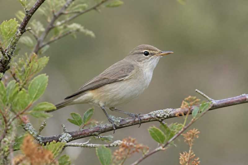 Image of a Western Olivaceous Warbler in its natural habitat