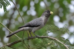 Image of a Western Plantain-eater in its natural habitat