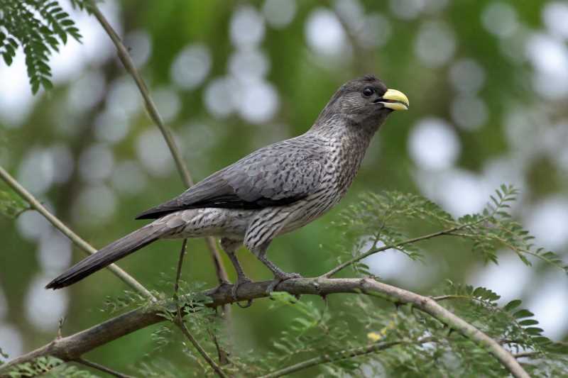 Image of a Western Plantain-eater in its natural habitat