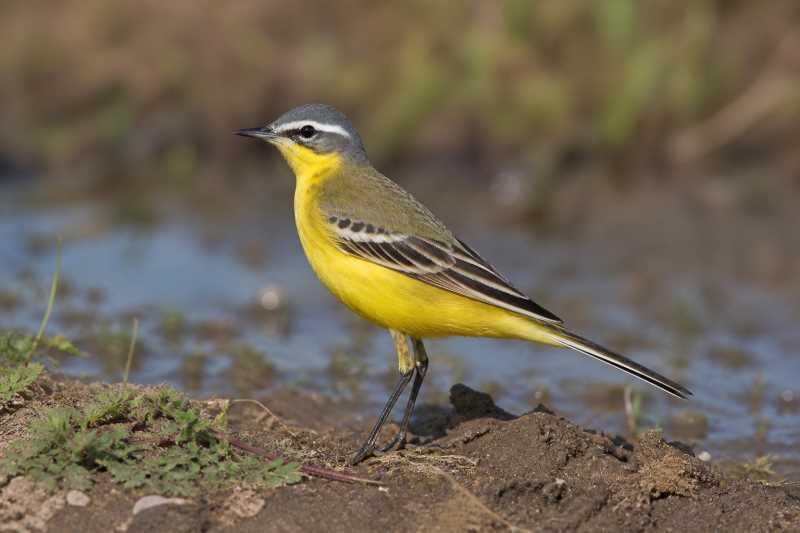 Image of a Western Yellow Wagtail in its natural habitat