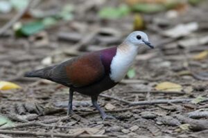 Image of a Wetar Ground Dove in its natural habitat
