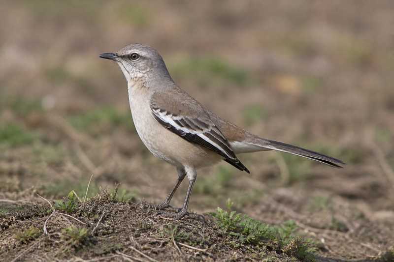 Image of a White-banded Mockingbird in its natural habitat