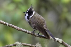 Image of a White-bearded Helmetcrest in its natural habitat