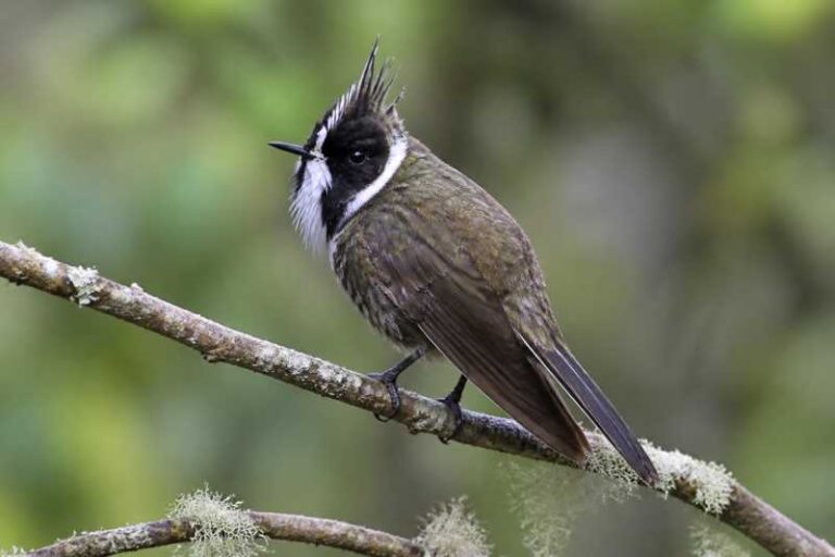 Image of a White-bearded Helmetcrest in its natural habitat