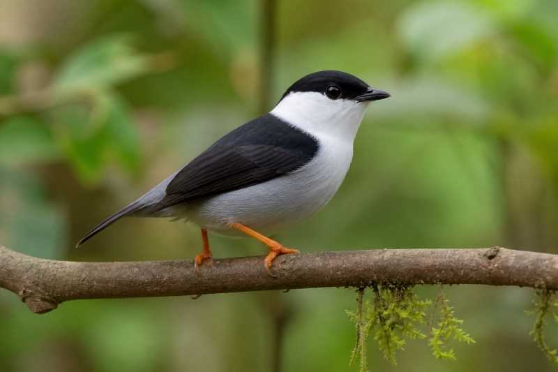 Image of a White-bearded Manakin in its natural habitat