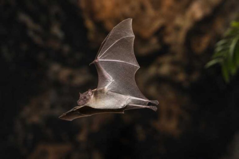 Image of a White-bellied Free-tailed Bat in its natural habitat