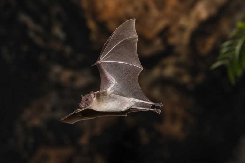 Image of a White-bellied Free-tailed Bat in its natural habitat