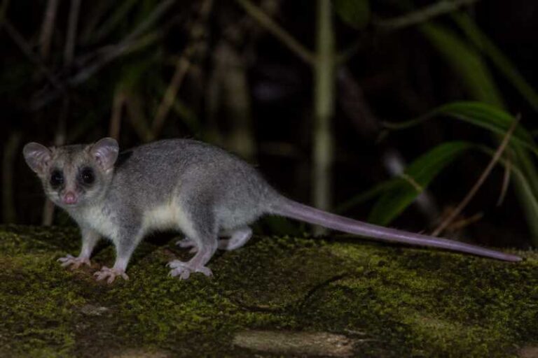 Image of a White-bellied Slender Opossum in its natural habitat