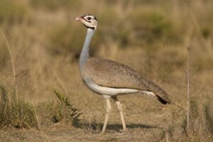 Image of a White-bellied Bustard in its natural habitat