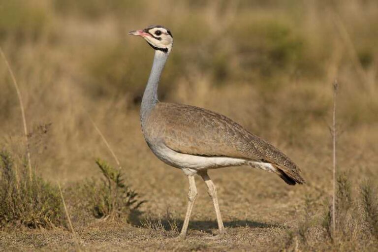 Image of a White-bellied Bustard in its natural habitat