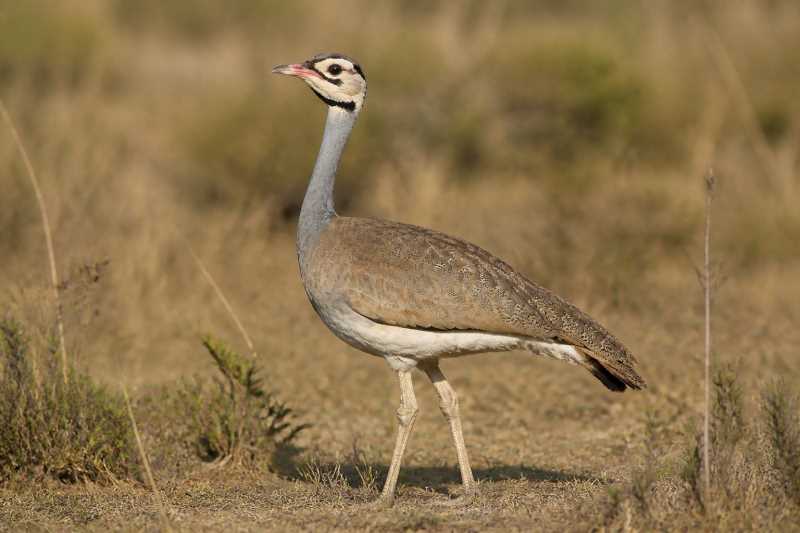 Image of a White-bellied Bustard in its natural habitat