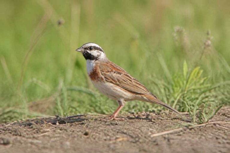Image of a White-capped Bunting in its natural habitat