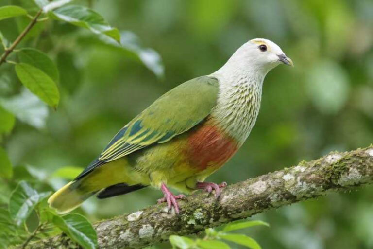 Image of a White-capped Fruit Dove in its natural habitat