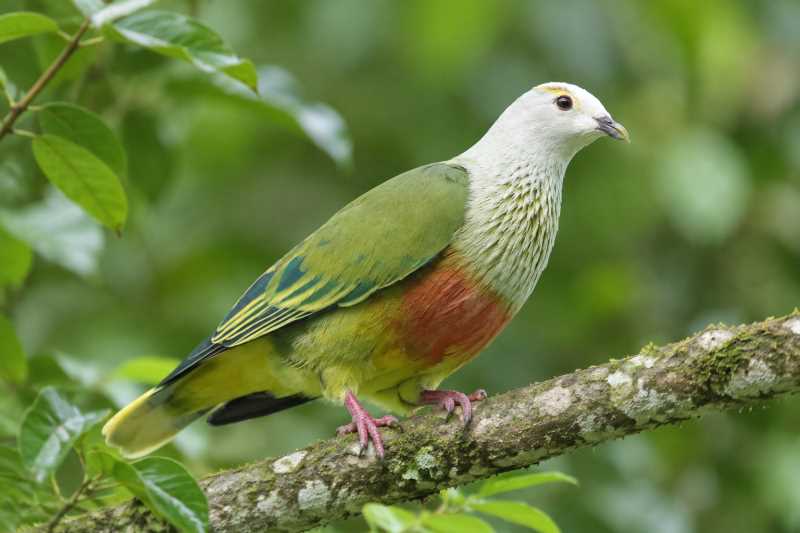 Image of a White-capped Fruit Dove in its natural habitat