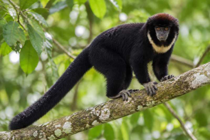 Image of a White-chested Titi in its natural habitat