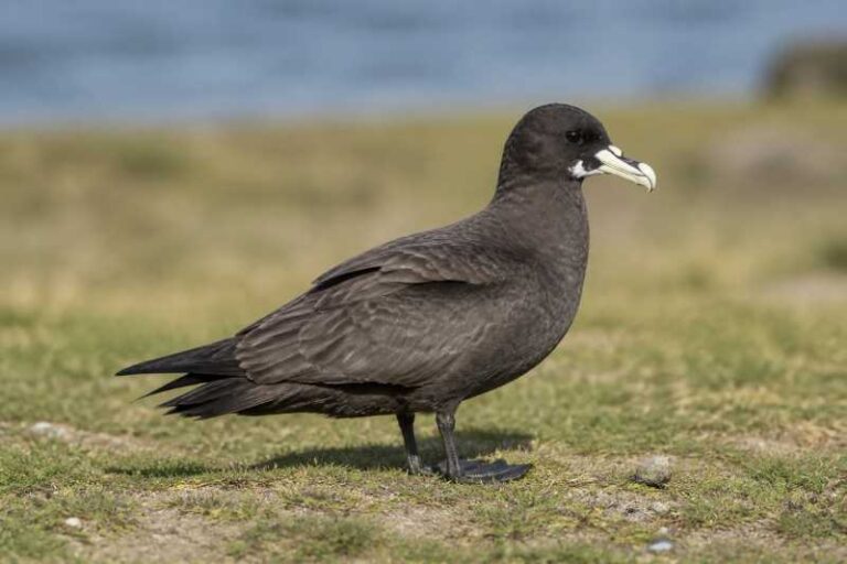 Image of a White-chinned Petrel in its natural habitat