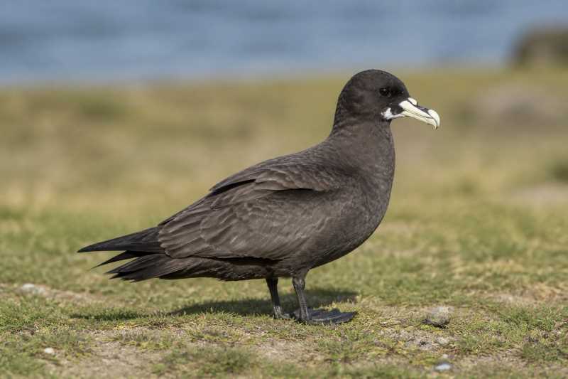 Image of a White-chinned Petrel in its natural habitat