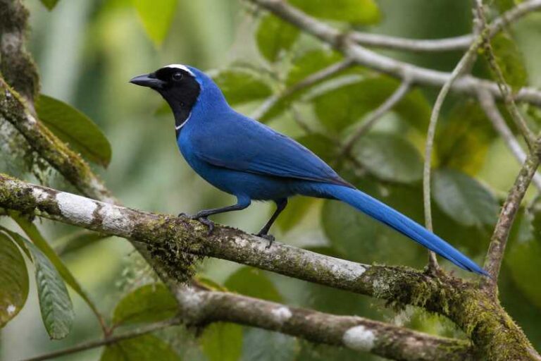 Image of a White-collared Jay in its natural habitat