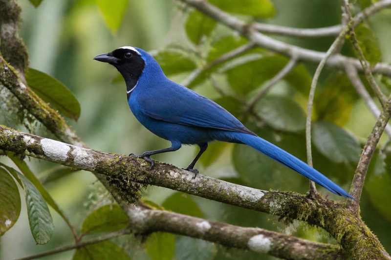 Image of a White-collared Jay in its natural habitat