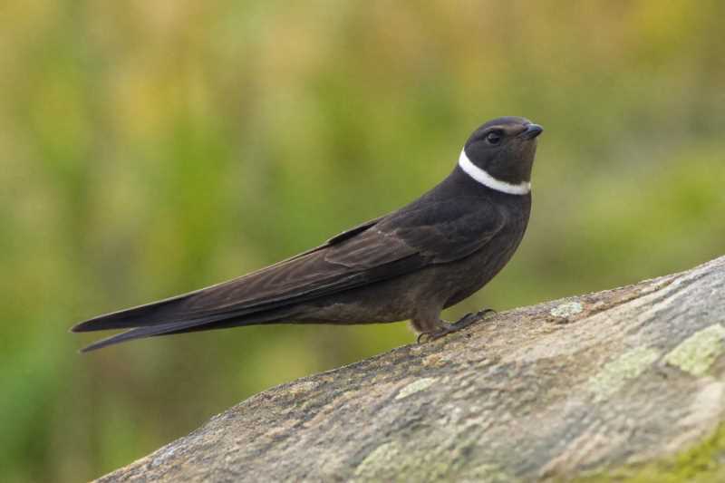 Image of a White-collared Swift in its natural habitat