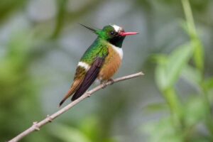 Image of a White-crested Coquette in its natural habitat