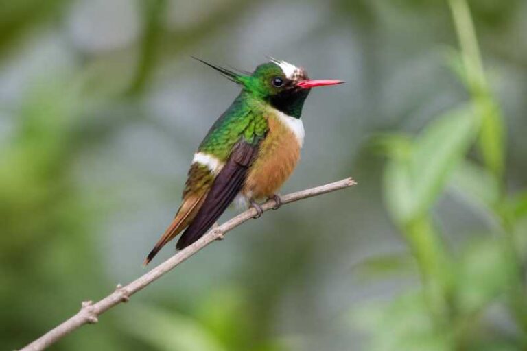 Image of a White-crested Coquette in its natural habitat