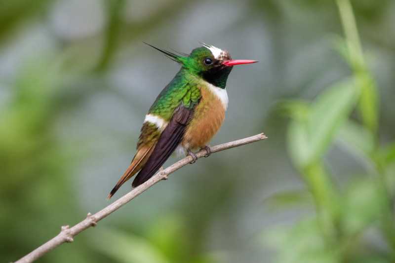 Image of a White-crested Coquette in its natural habitat