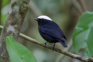 Image of a White-crowned Manakin in its natural habitat